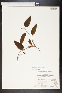 Smilax smallii image