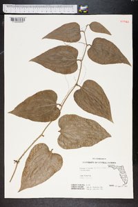 Smilax tamnoides image