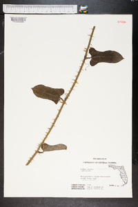 Smilax tamnoides image