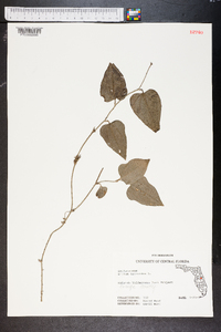 Smilax tamnoides image