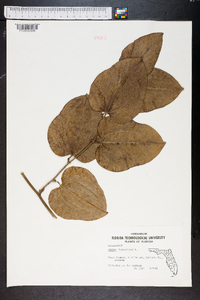 Smilax tamnoides image