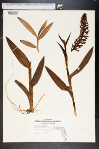 Habenaria repens image