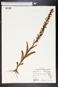 Habenaria repens image