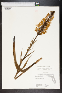 Platanthera ciliaris image