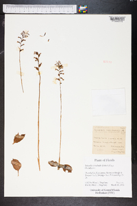 Image of Spiranthes cranichoides