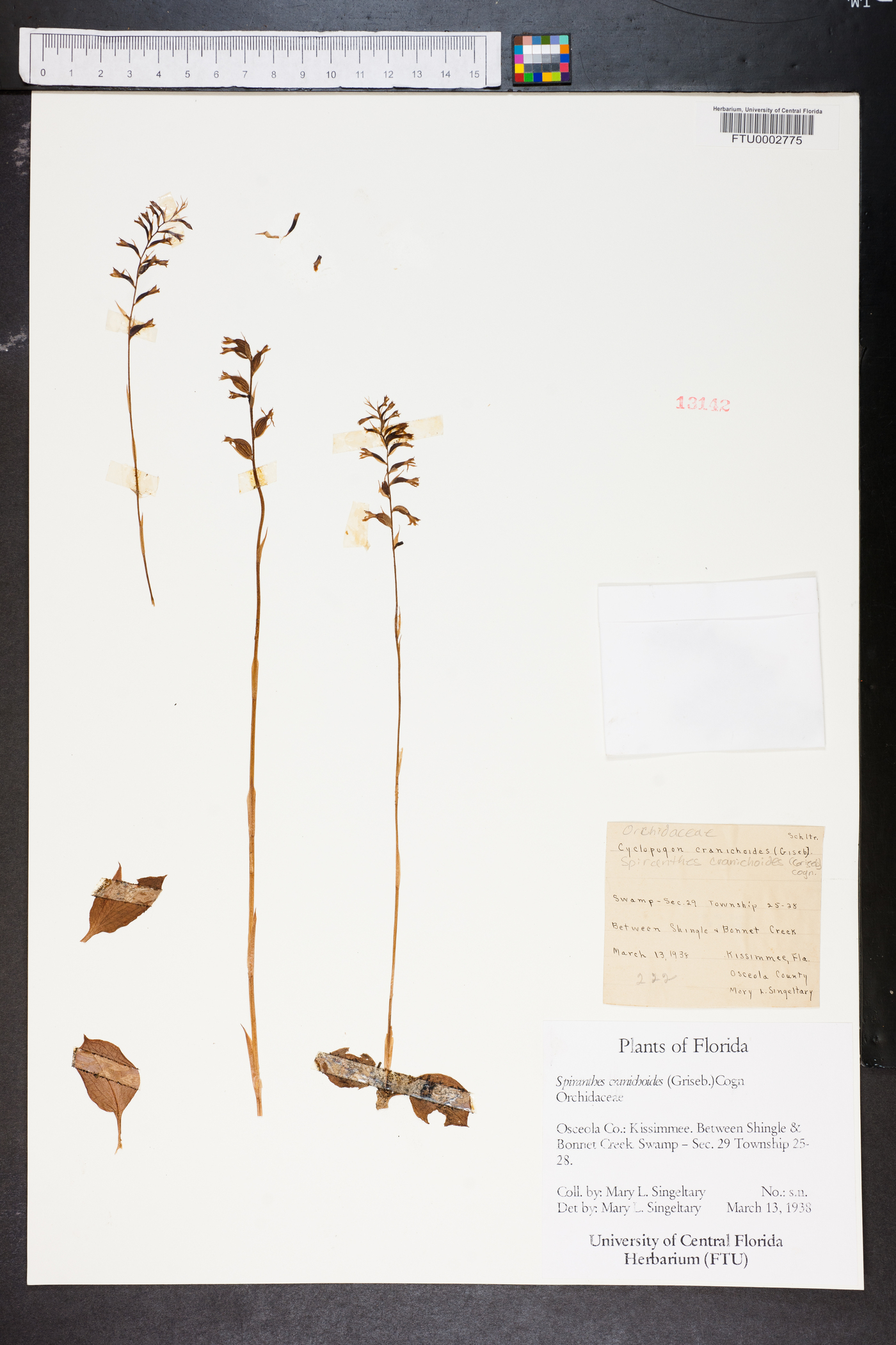 Spiranthes cranichoides image