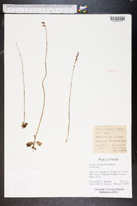 Spiranthes floridana image