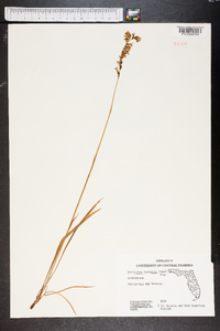 Spiranthes laciniata image