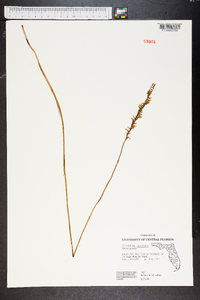 Spiranthes laciniata image