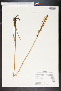 Spiranthes praecox image