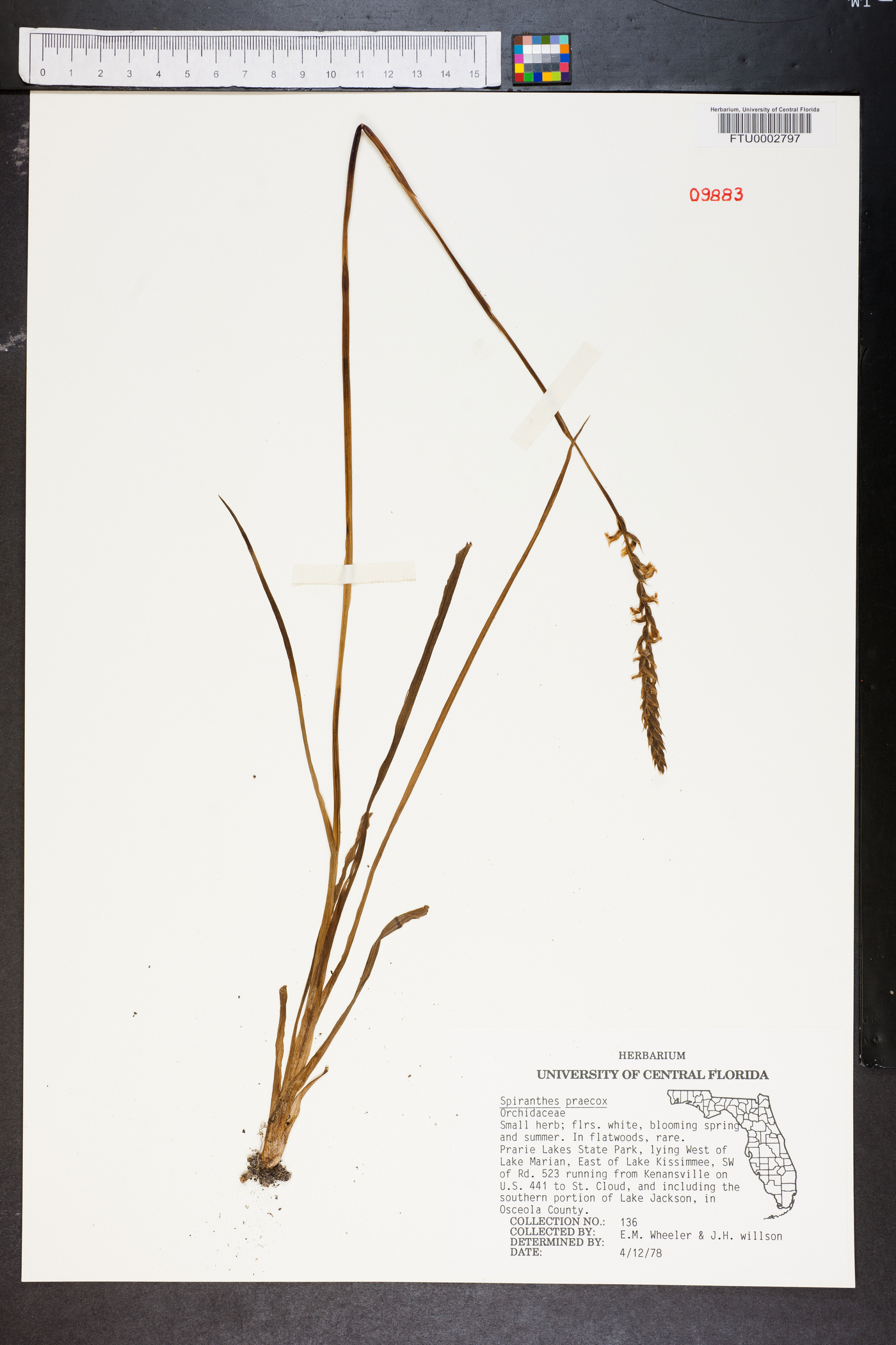 Spiranthes praecox image