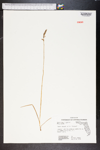 Spiranthes praecox image