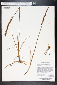 Spiranthes vernalis image