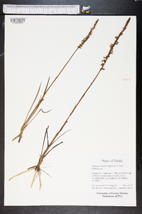 Spiranthes vernalis image