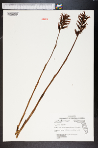 Stenorrhynchos lanceolatum image