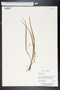 Hypoxis curtissii image