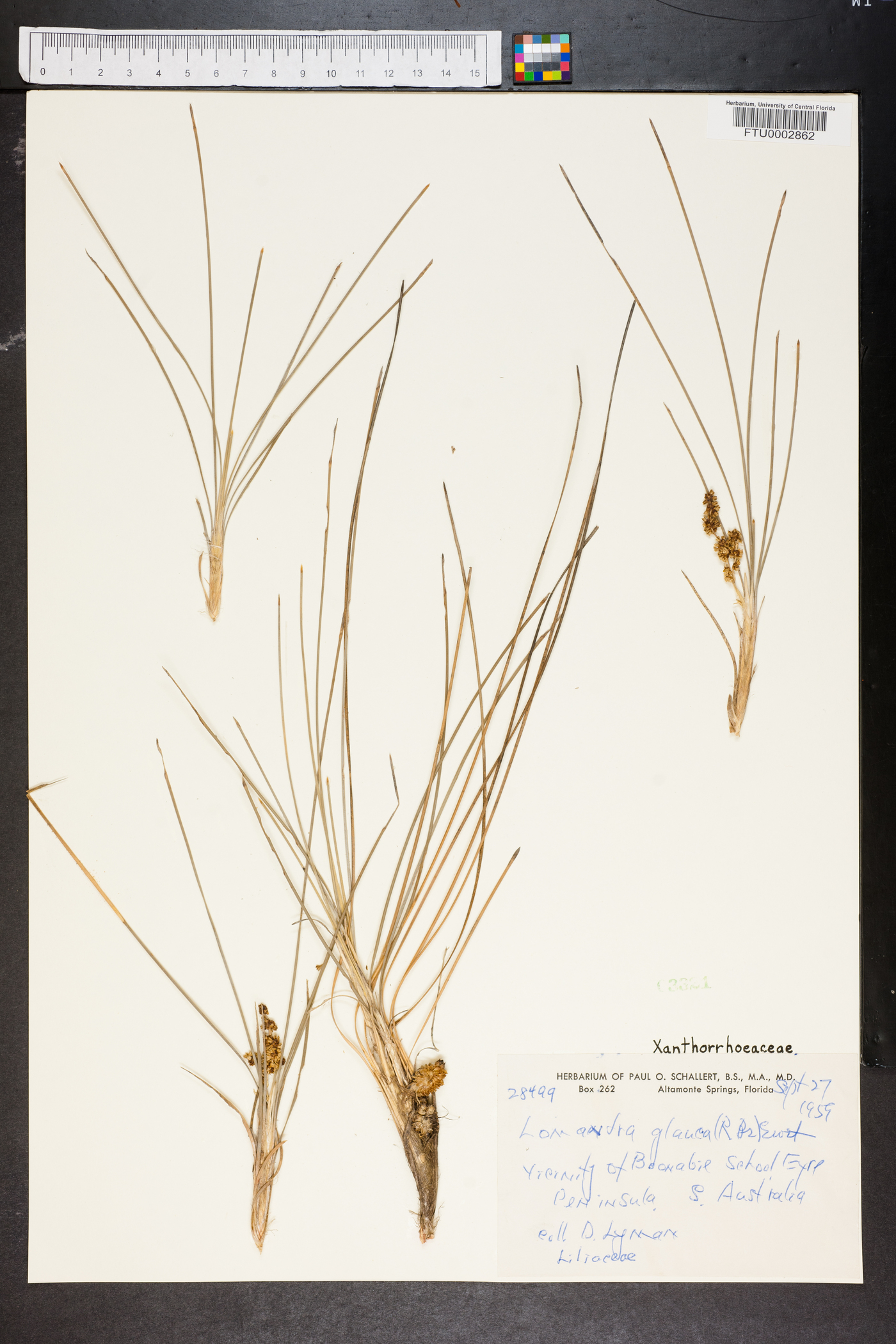 Lomandra glauca image