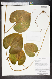 Dioscorea bulbifera image