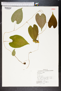 Dioscorea bulbifera image