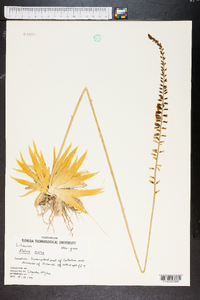 Aletris aurea image