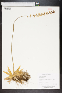 Aletris lutea image