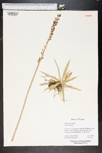 Aletris lutea image