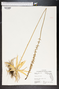 Aletris lutea image