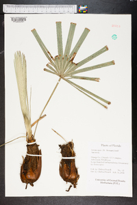 Serenoa repens image