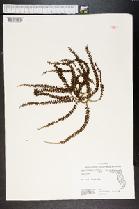 Serenoa repens image