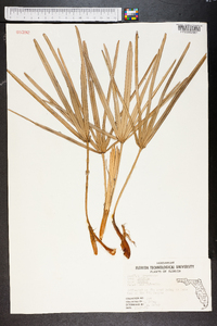 Serenoa repens image