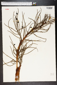 Serenoa repens image