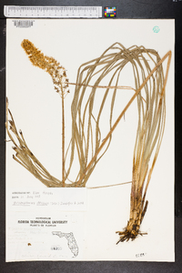 Stenanthium densum image