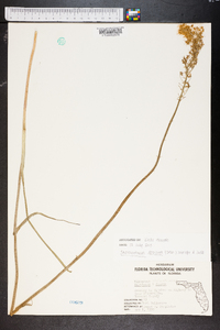 Stenanthium densum image