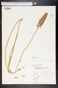 Stenanthium densum image