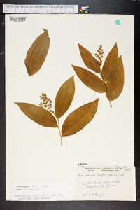 Maianthemum racemosum subsp. amplexicaule image