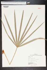 Serenoa repens image