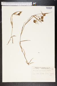 Commelina erecta var. angustifolia image