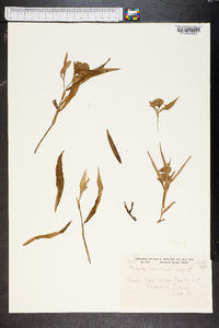 Commelina nudiflora image