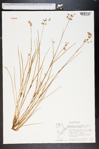 Cuthbertia rosea image
