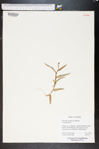 Murdannia nudiflora image