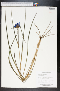 Tradescantia ohiensis image