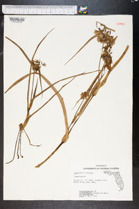 Tradescantia ohiensis image