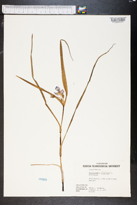 Tradescantia ohiensis image