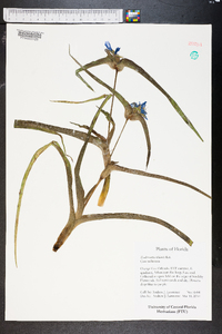 Tradescantia ohiensis image