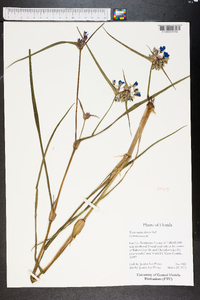 Tradescantia ohiensis image