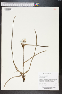 Tradescantia ohiensis image