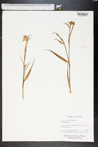 Tradescantia roseolens image