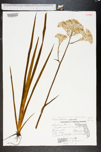 Lachnanthes caroliniana image