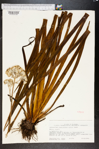 Lachnanthes caroliniana image