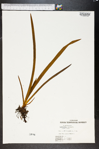 Lachnanthes caroliniana image